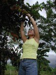 Amber picking Rambatan right from the tree